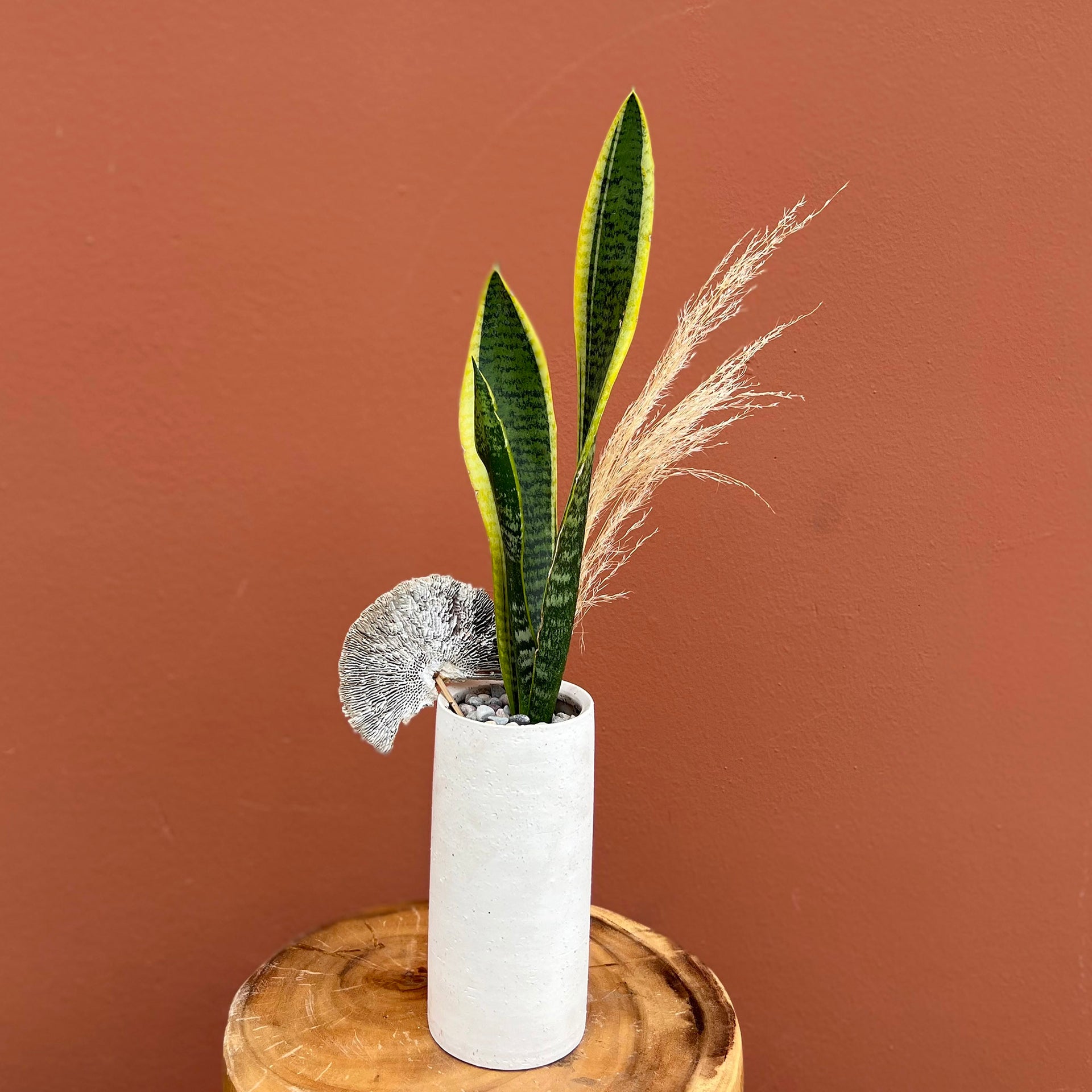larg snake plant grass with plantere Snake Plant | Snake Plant With Pampas Grass | Same-Day Delivery