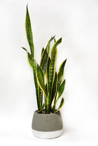 sansevieria precio Sansevieria