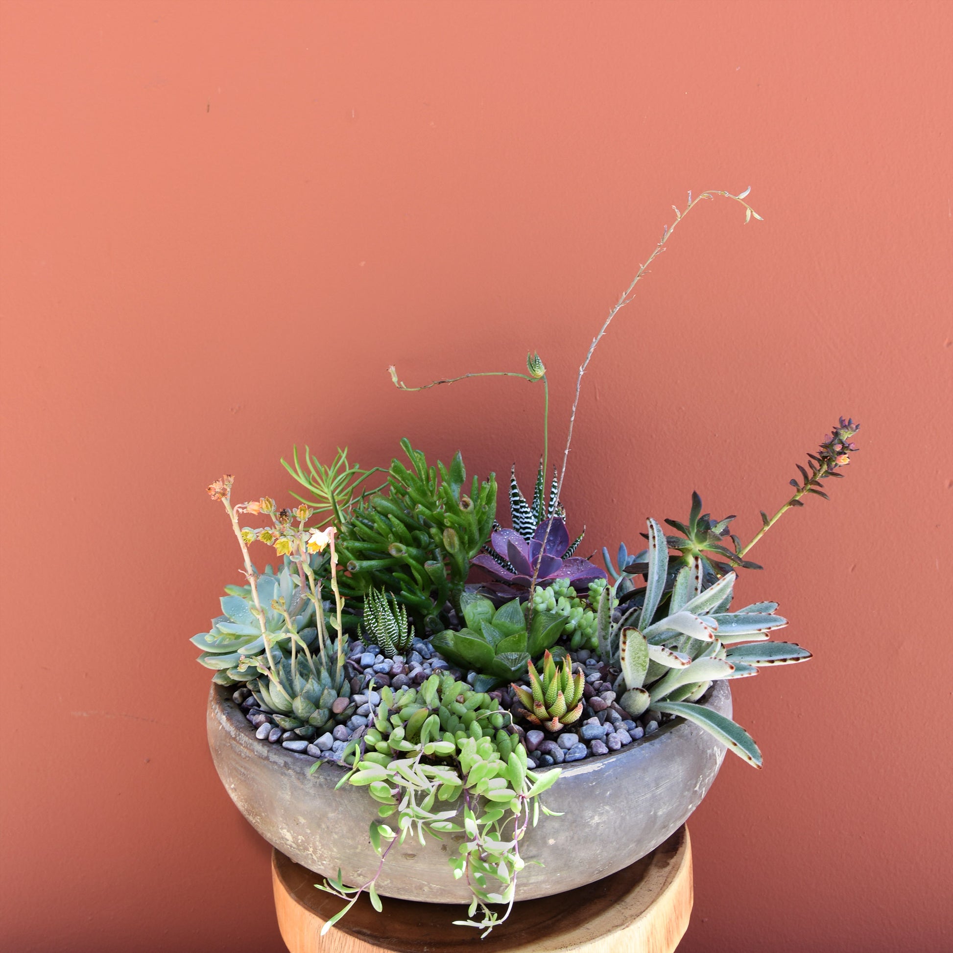 large succulent arrangements Stone Succulent Bowl | Luxury Orchid Arrangement | Same-Day Delivery