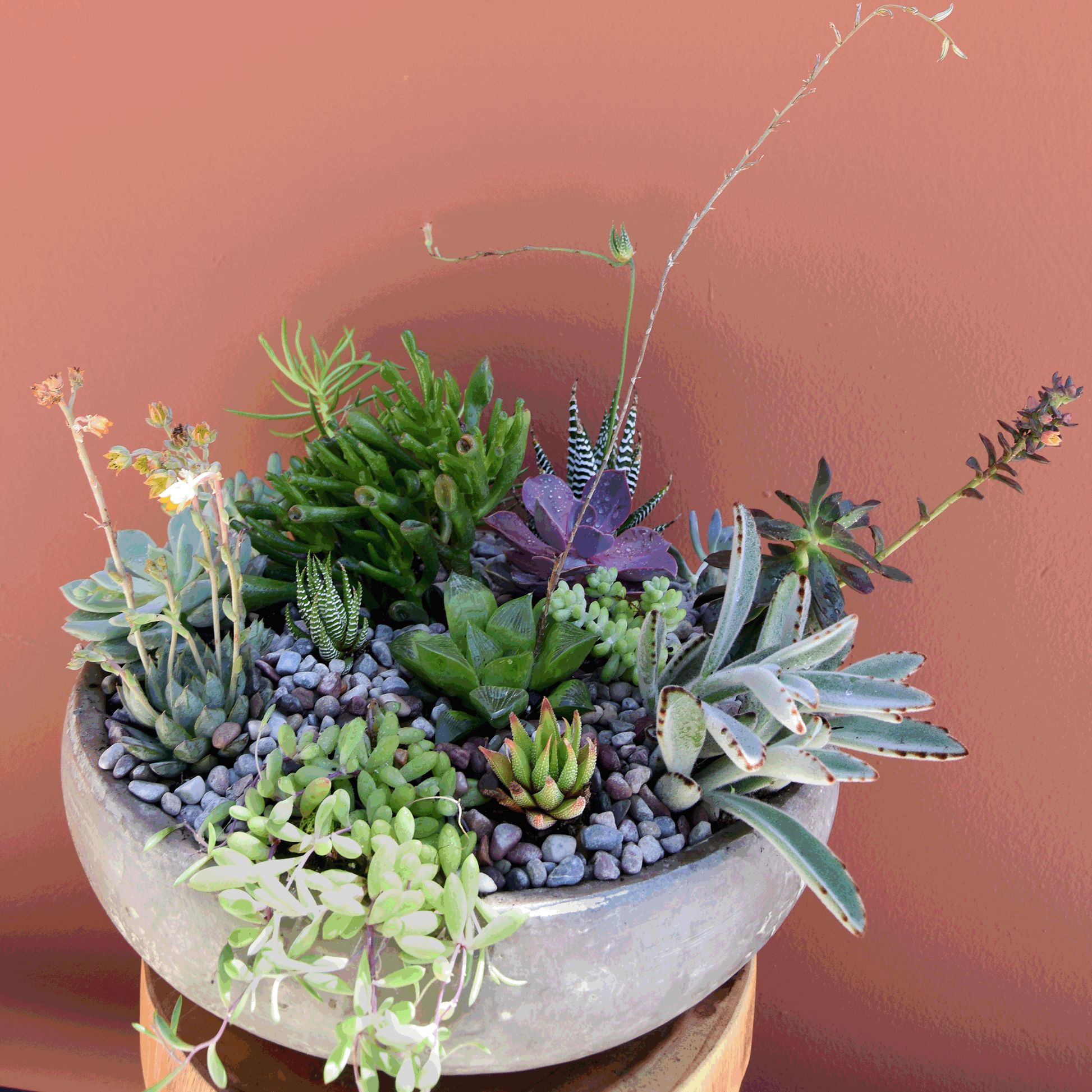 succulent in english Stone Succulent Bowl | Luxury Orchid Arrangement