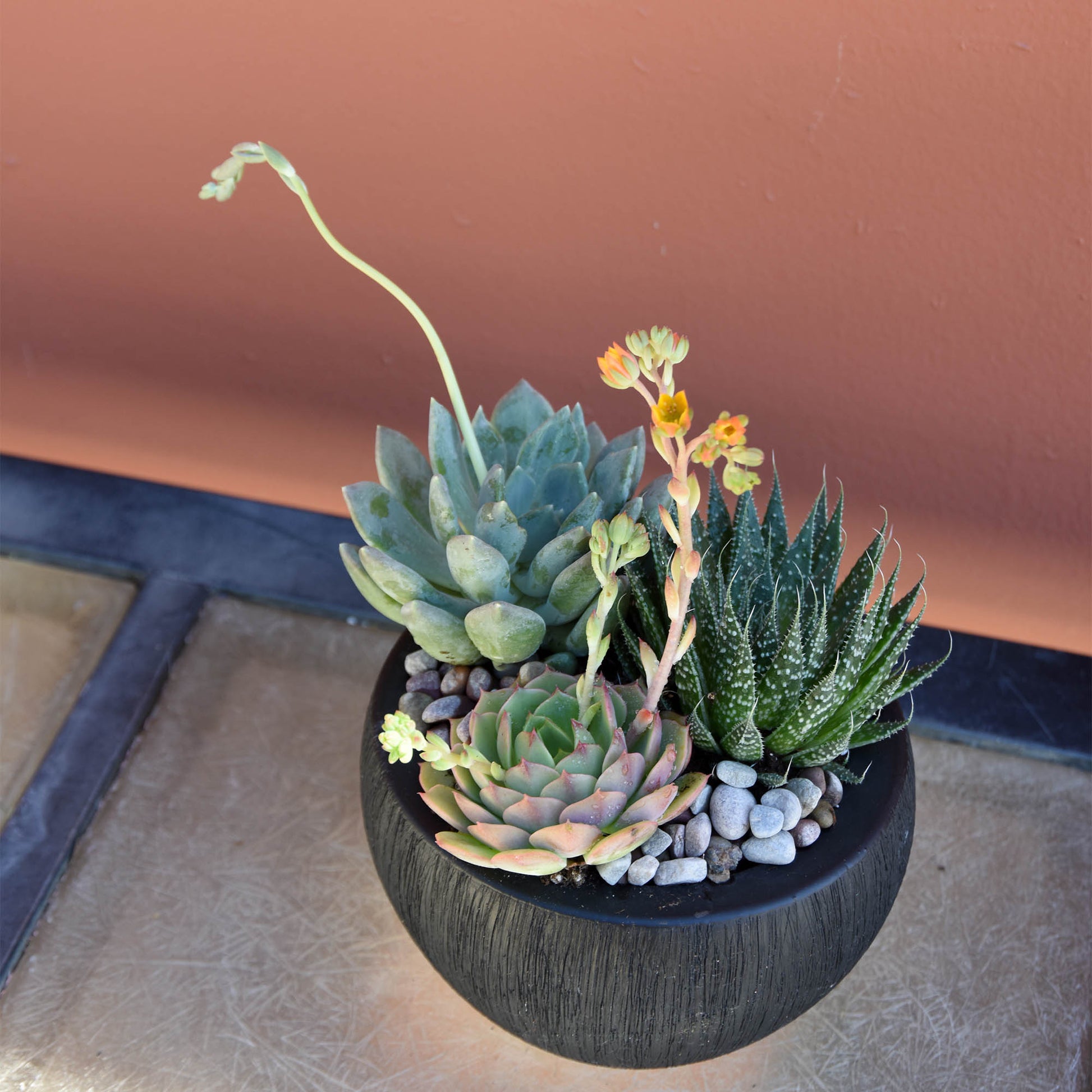 succulents in concrete bowl Succulent Trio Bowl | Luxury Orchid Arrangement | Same-Day Delivery