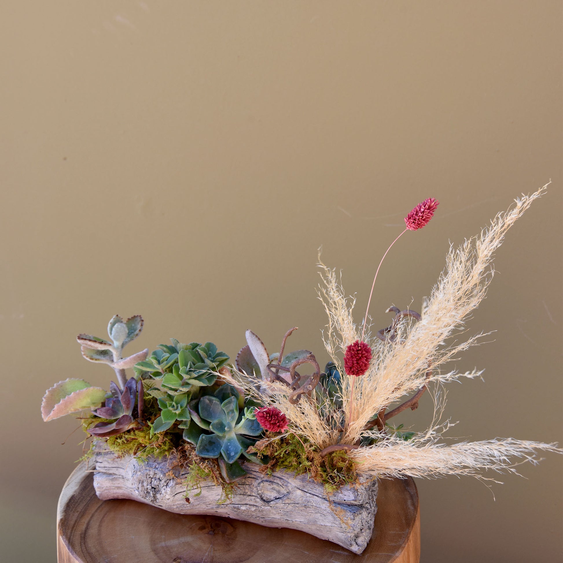 succulents on a log Succulent Log